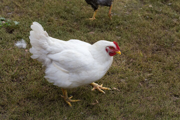 White broiler hen walking around the farm yard