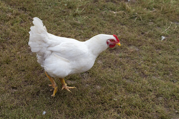White broiler chicken walking around the farm yard