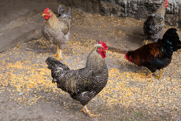 Variegated gray rooster on the farm yard