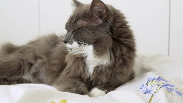 A fluffy gray cat lies on the master's bed and happily falls asleep after a long night on the hunt. Pet life at home, cat life. A lazy cat goes to bed in its owners' bed.