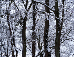 the first snow. there are many trees in the forest covered with snow on a winter day. side view