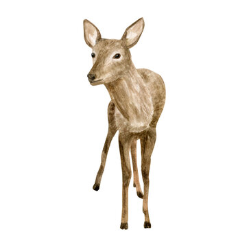 Watercolor deer illustration. Hand painted realistic fawn, baby deer sketch. Woodland animal drawing isolated on white background. Brown reindeer, forest mammal clipart