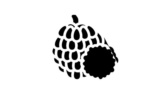 custard apple fruit animated line icon custard apple fruit sign. isolated on white background