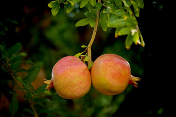 Ripe pomegranate fruit on branches in a green garden.
