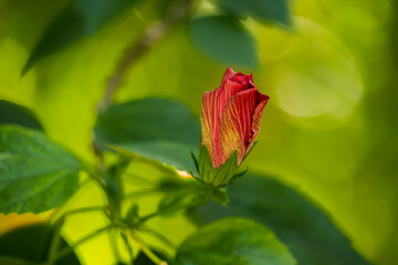 Red hibiscus flower in a green garden. Selective focus.
