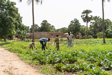 Group of young black African cultivators with hoe and shovel weeding a field