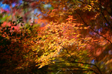 Autumnal tints - Tatsuno, Japan