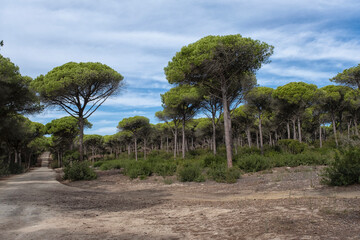 Pine forest, La Breña y Marismas del Barbate Natural Park, Barbate, Cadiz province, Costa de la Luz, Andalusia, Spain