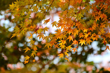 Autumnal tints - Tatsuno, Japan