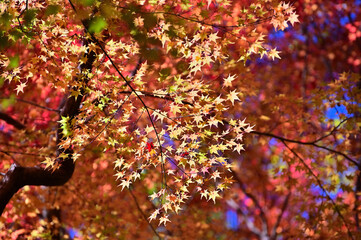 Autumnal tints - Tatsuno, Japan