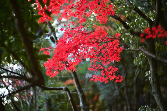 Autumnal tints - Tatsuno, Japan