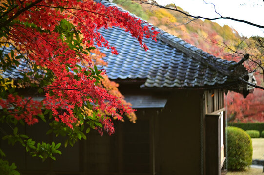 Autumnal tints - Tatsuno, Japan