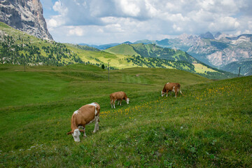 Fototapeta na wymiar Dolomites, 2017, Valgardena, red cows graze in the meadow against the background of mountains