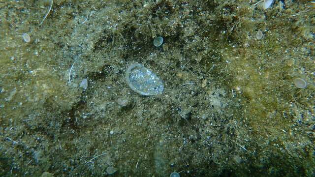 Seashell of Green ormer or Ear shell (Haliotis tuberculata) on sea bottom, Aegean Sea, Greece, Halkidiki
