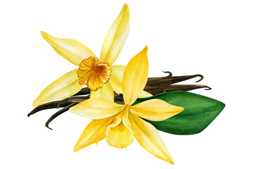 Vanilla on isolated white background, watercolor illustration. Flowers, buds and vanilla sticks