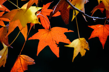 黒い背景に紅葉