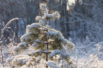 Foto op Canvas Winter forest © Galyna Andrushko