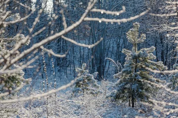 Tuinposter Winter forest © Galyna Andrushko