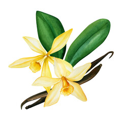 Fototapeta premium Vanilla flowers on isolated white background, watercolor hand drawing, botanical illustration