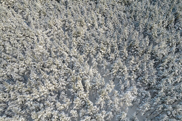 Aerial view of frosty white winter pine forests and birch groves covered with hoarfrost and snow. Drone photo of high trees in mountains at winter time. Christmas theme background. Idyllic landscape