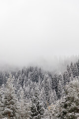 Morning fog descended on a snow-covered spruce forest