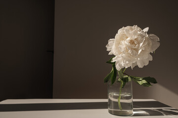Aesthetic luxury flowers composition. Elegant delicate white peony flower in glass vase casting...