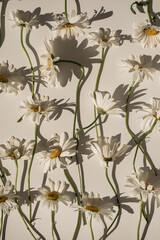 Delicate aesthetic chamomile flower pattern with sunlight shadows on white background