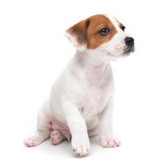 Jack Russell Terrier puppy sitting isolated on white background.