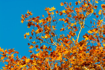 Yellow leaves of Norway maple tree in November