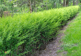 Fototapeta premium Green lawn, Landscape formal, front yard is beautifully designed garden. Beautiful view of landscaped tropical garden.