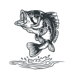 handrawn illustration of a bass fish - obrazy, fototapety, plakaty