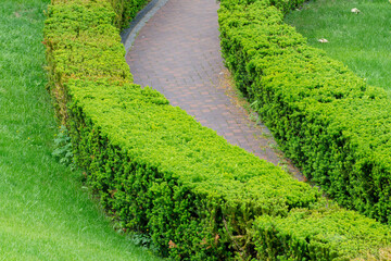 Obraz premium The wall consists of a green hedge. Geometric bush landscape design