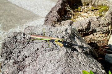 石の上にいるカマキリ