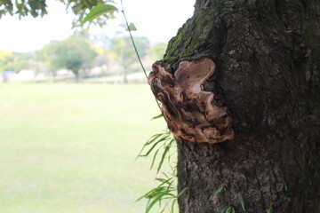 カサブタみたいな蓋がついている木