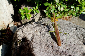石の上にいる後ろ向きのカマキリ