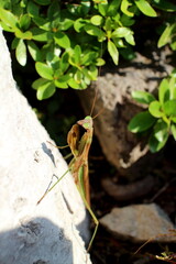 木の上を見つめるカマキリ