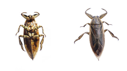 Giant  Water  Bug  on  white  background  with  copy space.