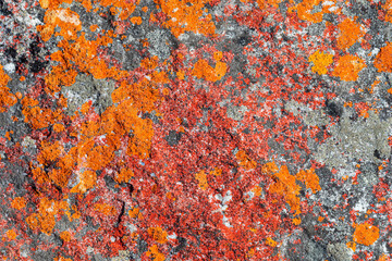 Macro texture of orange red lichen moss growing on mountain rock