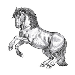 Drawing of rearing horse. Pencil portrait of a horse. Equine drawing. © Lunstream