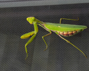 Close-up photo of a green mantis (Mantis religiosa). A close-up shot with natural lighting of a praying mantis sitting on a mosquito net, on a natural background