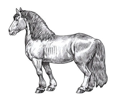Drawing of a draft horse. Pencil portrait of a horse. Equine drawing.