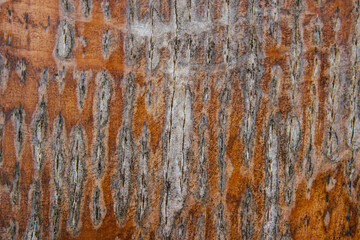 texture of wood background