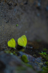 Macro close-up butterfly in wild meadow and flowers on beautiful blurred soft yellow green background