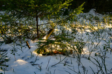 Beautiful winter forest with sun on snow and tree
