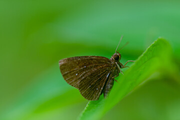 Macro close-up butterfly in wild meadow and flowers on beautiful blurred soft yellow green background