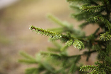 Branches of a young Christmas tree, on a blurred background.