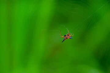 the spider in the nest is eating prey