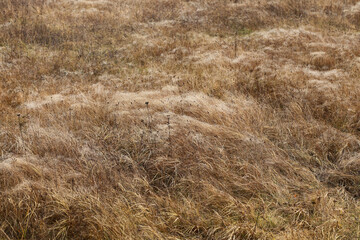 Tall dry grass with cold water droplets on the surface.
