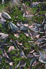 Autumn leaves on the grass. Late autumn time to rake leaves, prepare for winter, spring.