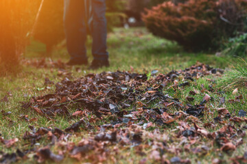 Raking leaves. The man is raking leaves with a rake. The concept of preparing the garden for winter, spring. Taking care of the garden.